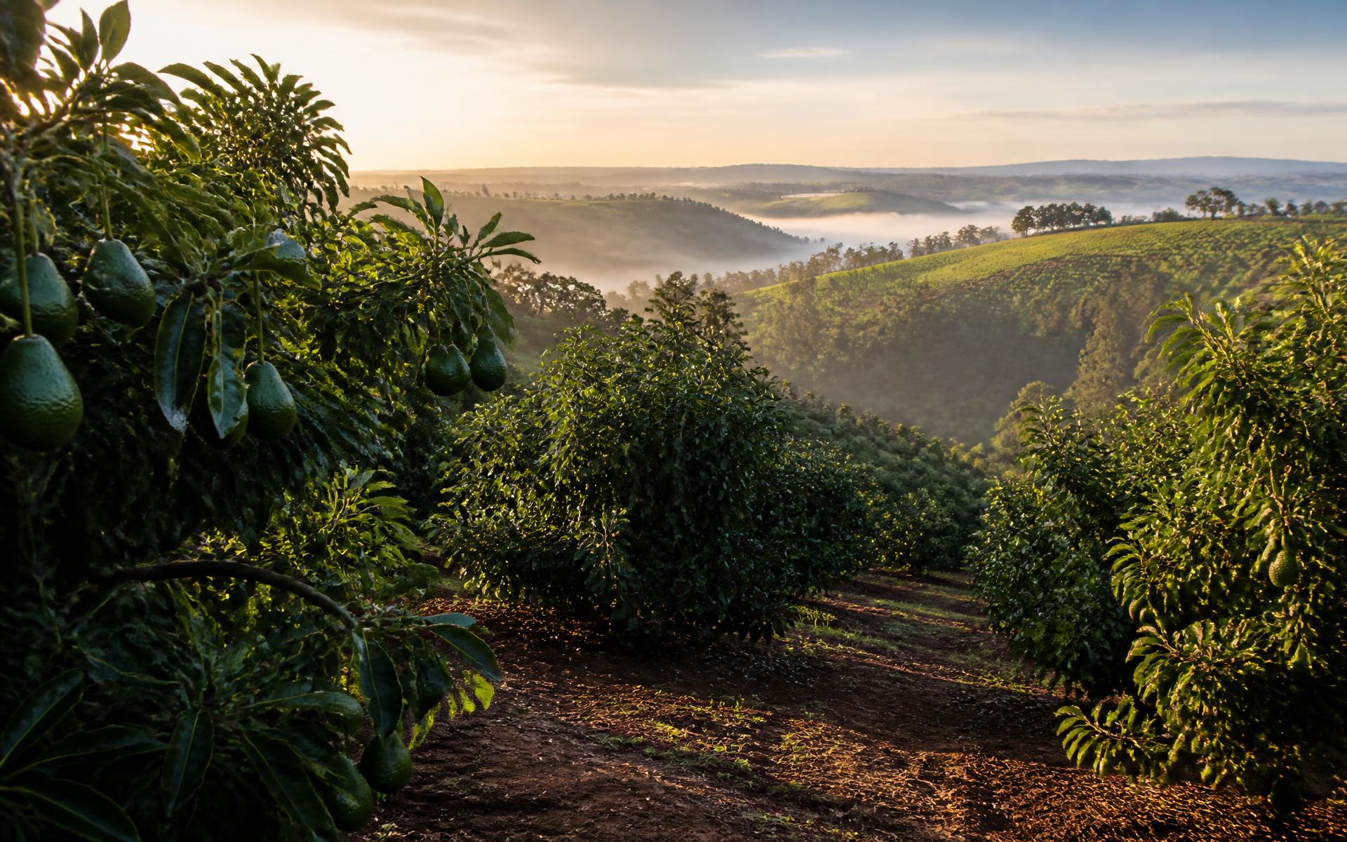 Kenyan Hass avocado orchard on highland hills at golden hour